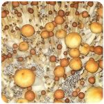 Псилоцибиновые (галлюциногенные)  грибы Psilocybin "Golden Teacher" в Горно-Алтайске