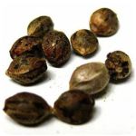 Семена марихуаны АК-47  (Seeds AK-47) в Горно-Алтайске